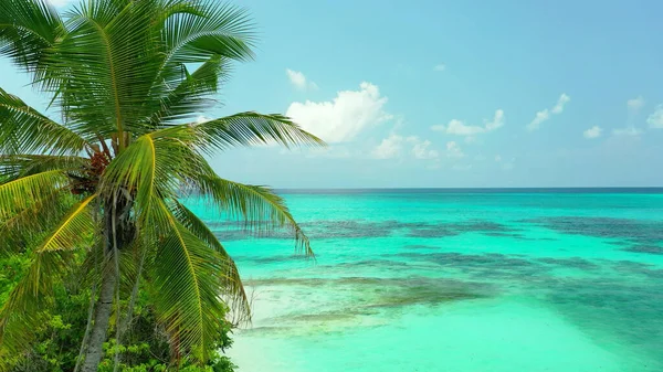 Tropikalne Kokosowe Drzewo Turkusowym Morskim Tłem Wody Pod Błękitnym Niebem — Zdjęcie stockowe