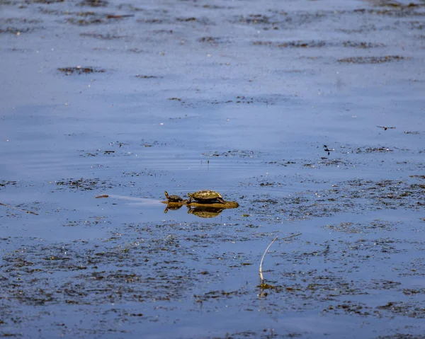 Beautiful Shot Small Turtles Branch Tree Lake — Stock Photo, Image