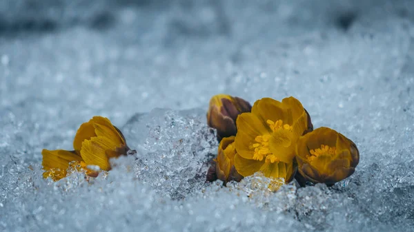 Primer Plano Una Flor Amarilla Rodeada Hielo — Foto de Stock