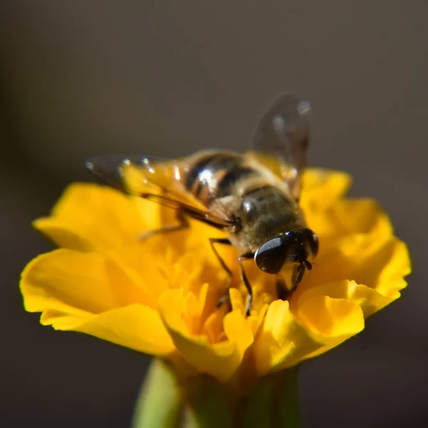蜜蜂从黄花中采集花粉的特写照片 — 图库照片