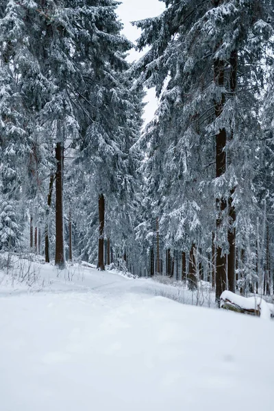 Een Prachtige Winter Scene Van Besneeuwde Sparren Bomen Het Bos — Stockfoto