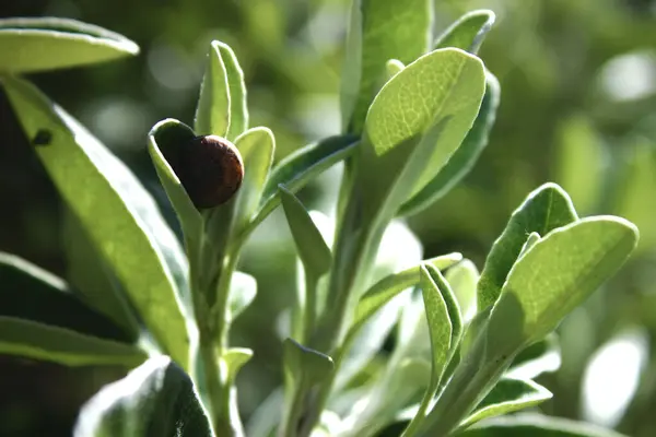 Snail Hiding Its Shell Clinging Leaf Plant — Stock Photo, Image