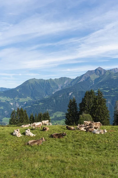 Vertikální Fotografie Přírodní Krajiny Faleře Obci Regionu Surselva Švýcarsko — Stock fotografie
