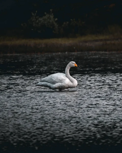 Beau Plan Canard Cygne Whooper Dans Eau Avec Fond Sombre — Photo