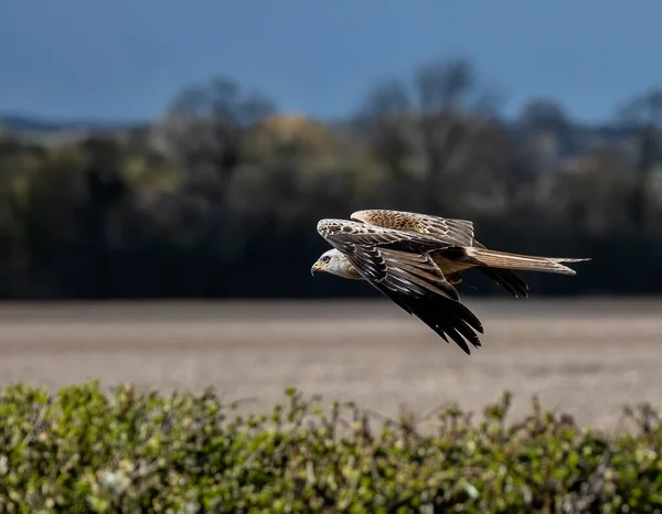 Una Hermosa Captura Pájaro Carroñero Red Kite Quitando Hierba —  Fotos de Stock