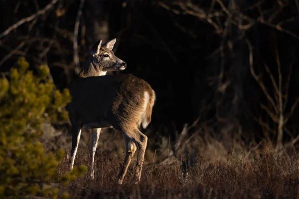 Pohled Krásného Jelena Národním Parku Grand Teton Usa — Stock fotografie