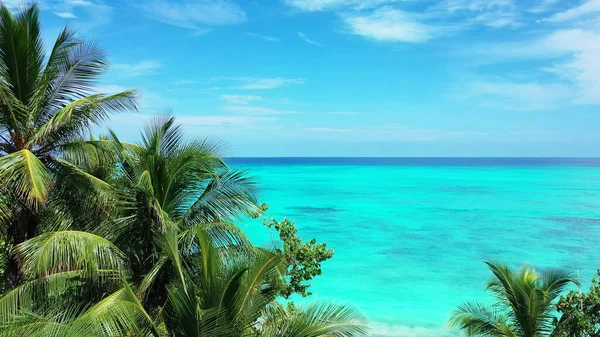 Hermoso Tiro Palmeras Creciendo Junto Océano Azul —  Fotos de Stock