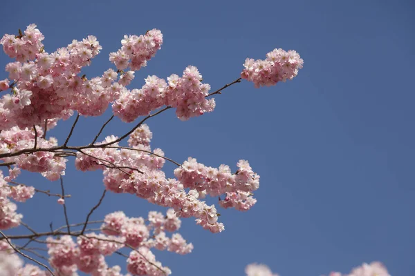 Närbild Vackra Rosa Körsbär Blommor Träd Grenar Mot Blå Himmel — Stockfoto