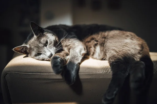 Egy Közeli Kép Egy Aranyos Macskáról Aki Egy Kanapén Fekszik — Stock Fotó