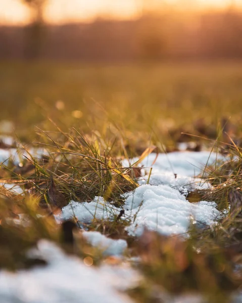 Вертикальний Крупним Планом Знімок Снігу Траві Під Час Заходу Сонця — стокове фото