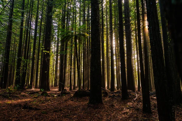 Une Belle Vue Sur Les Hauts Arbres Dans Forêt Whakarewarewa — Photo