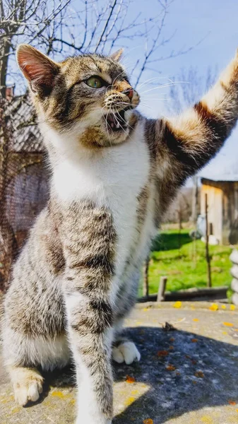 ふかふかの縞模様の猫の垂直ショット — ストック写真