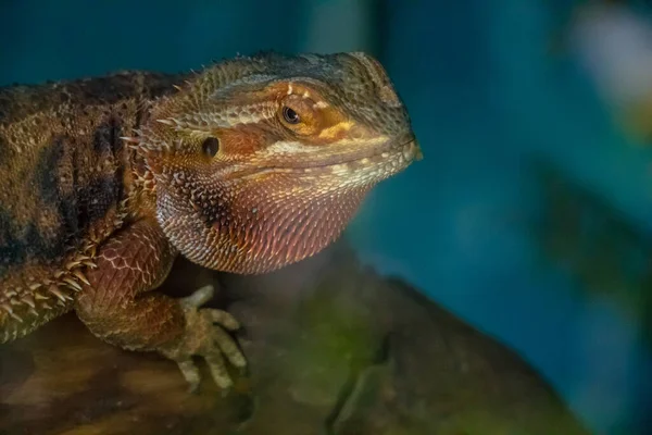 A closeup shot of a central bearded dragon standing on a rock during daytime with blurred background