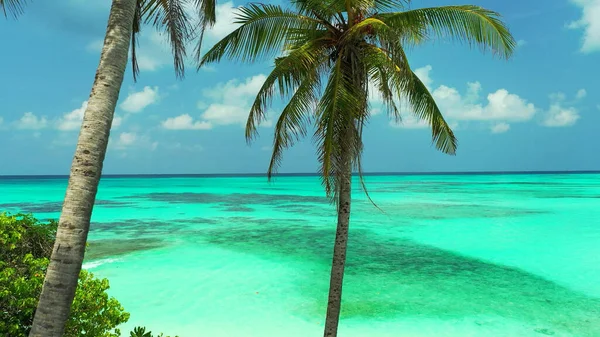 Güneşli Bir Yaz Gününde Palmiye Ağaçları Olan Güzel Bir Sahil — Stok fotoğraf
