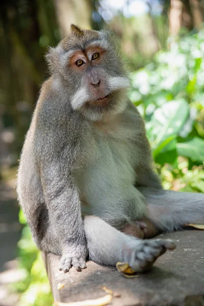 아름다운 원숭이의 조용하고 평화롭게 — 스톡 사진
