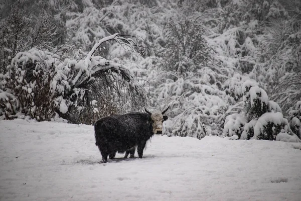 Yak Doméstico Negro Una Tierra Nevada Con Árboles Cubiertos Nieve — Foto de Stock