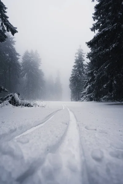 Ormanda Karlı Köknar Ağaçlarının Güzel Bir Kış Manzarası — Stok fotoğraf