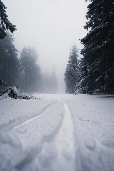 Une Belle Scène Hivernale Sapins Neigeux Dans Forêt — Photo