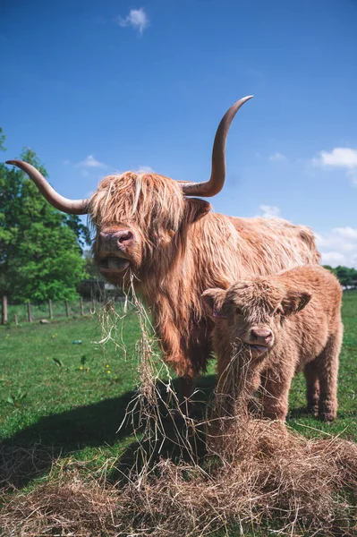 Ternero Escocés Vaca Las Highlands — Foto de Stock