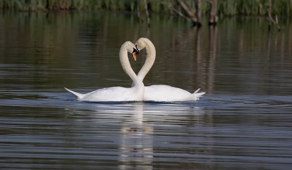Pair White Swans Water Forming Heart Shape — Stock Photo, Image