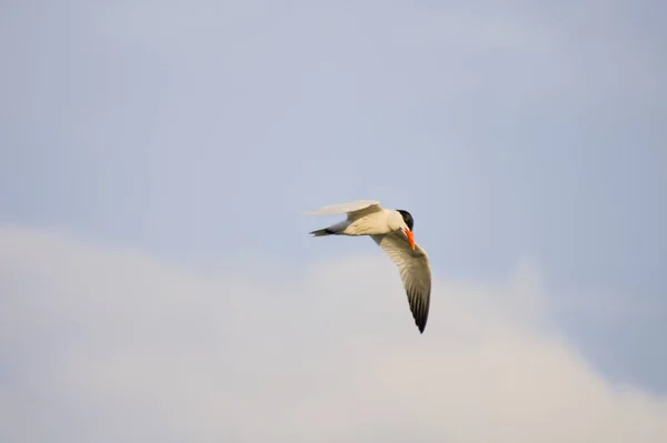 Nízký Úhel Záběru Obyčejného Ptáka Letícího Modré Obloze — Stock fotografie