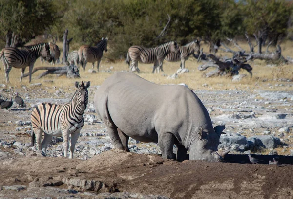 Rinoceronte Beber Lago Com Uma Zebra Atrás Dele — Fotografia de Stock