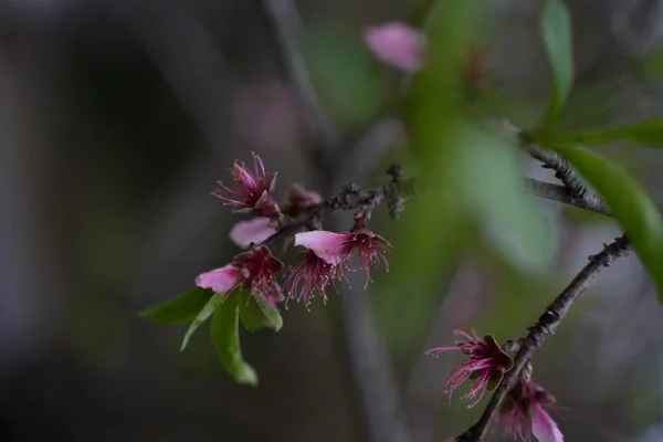 Vertical Shallow Focus Shot Nectarine Tree Blossom — Stock Photo, Image