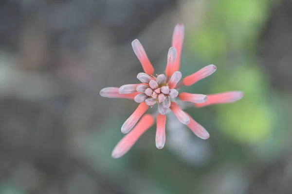 Selektywne Ujęcie Ostrości Kwiatu Aloesu — Zdjęcie stockowe