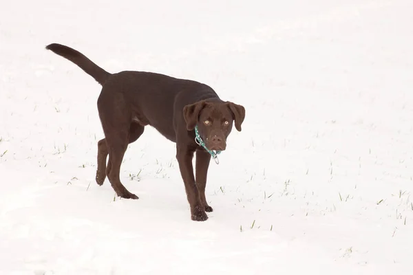 Närbild Brun Labrador Som Leker Snön Vintern — Stockfoto