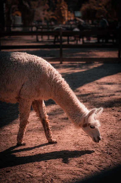 Lama Fourrure Broutant Dans Une Ferme Sous Soleil — Photo