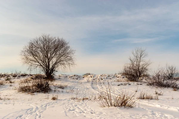 Ένας Χιονισμένος Δρόμος Γυμνά Φυτά Και Δέντρα Στο Περιβάλλον Gomel — Φωτογραφία Αρχείου