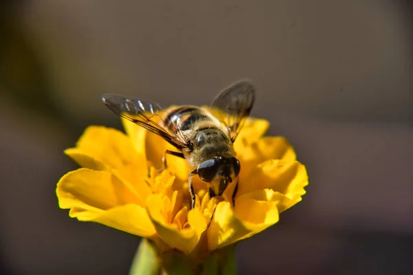 Primo Piano Ape Che Raccoglie Polline Dal Fiore Giallo — Foto Stock