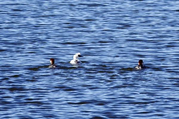 Una Vista Las Aves Mergellus Albellus Agua — Foto de Stock