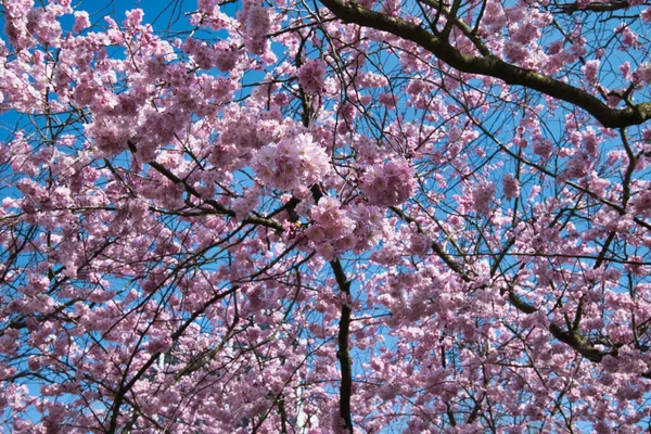 春天开花树的照片 — 图库照片