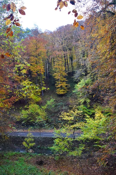 Denso Bosque Región Eifel Alemania — Foto de Stock
