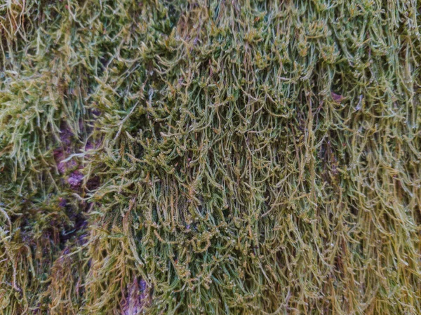 Detailní Záběr Staré Mechem Zarostlý Strom Kůra Textury Pozadí — Stock fotografie