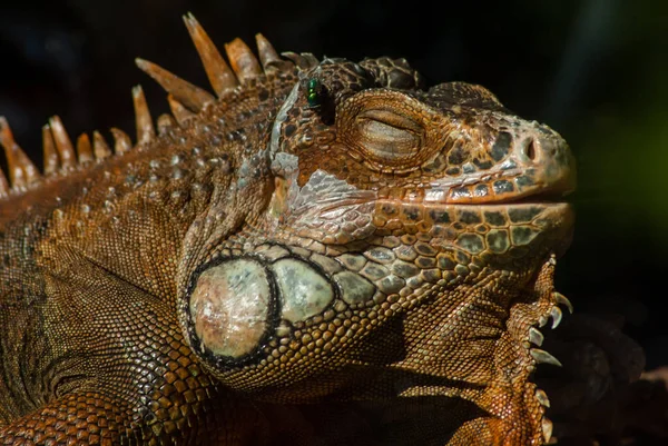 Primo Piano Iguana Verde Appoggiata Sullo Sfondo Scuro Focus Selezionato — Foto Stock