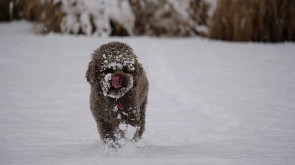 Коричневая Собака Лаготто Романьоло Ходит Заснеженной Земле Снежным Лицом — стоковое фото