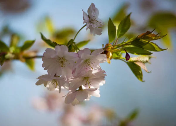 Gün Işığında Çiçek Açan Bir Ağacın Yakın Çekimi — Stok fotoğraf