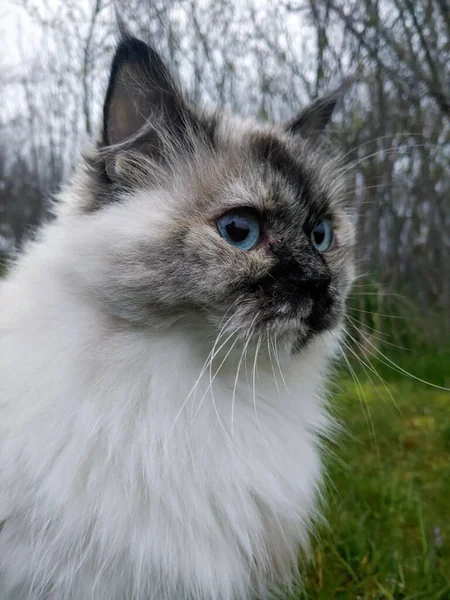 Ένα Κάθετο Κοντινό Πλάνο Μιας Χνουδωτής Λευκής Γάτας Μπλε Μάτια — Φωτογραφία Αρχείου