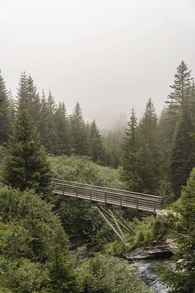 Gyönyörű Kilátás Egy Hídra Egy Erdőben Nagy Fákkal Egy Ködös — Stock Fotó