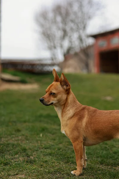 Eine Vertikale Aufnahme Eines Chihuahua Der Auf Einem Gras Steht — Stockfoto