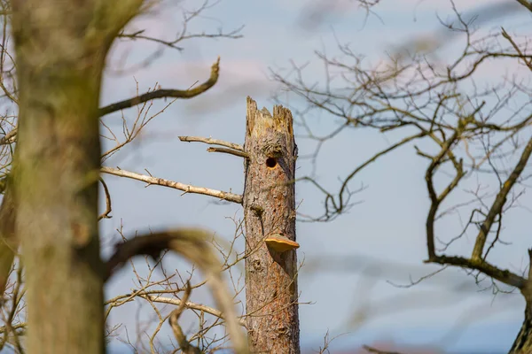 Ein Getrockneter Baum Selektiver Fokusaufnahme — Stockfoto