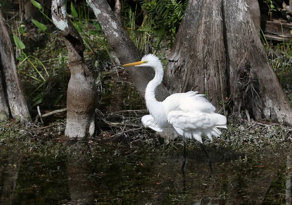Güzel bir Doğu akbalıkçılı ağaçlara karşı sulak bir arazide uyanıyor.