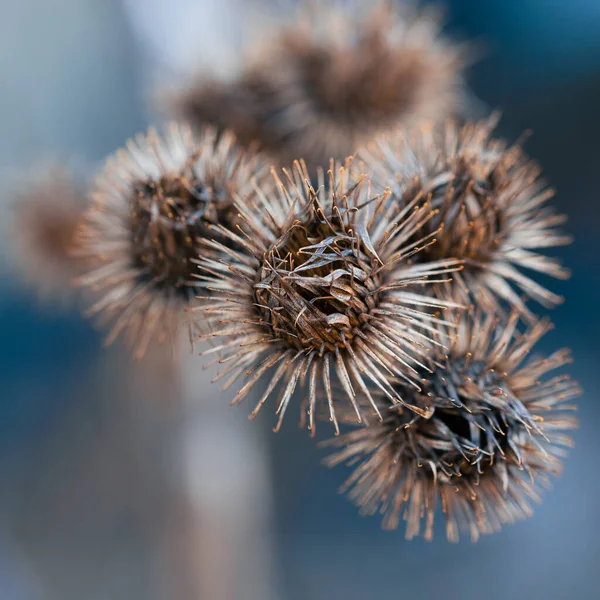 Een Close Shot Van Burdock Plant Met Wazige Achtergrond — Stockfoto