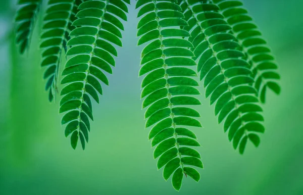 ペルシャシルクの木の葉の浅いフォーカスショットがぼやけた緑の背景を持つ — ストック写真