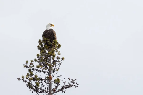 Skallig Örn Uppe Ett Träd Grand Teton National Park Usa — Stockfoto