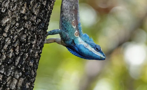 Closeup Shot Calotes Mystaceus Indo Chinese Forest Lizard Blue Crested — Stock Photo, Image