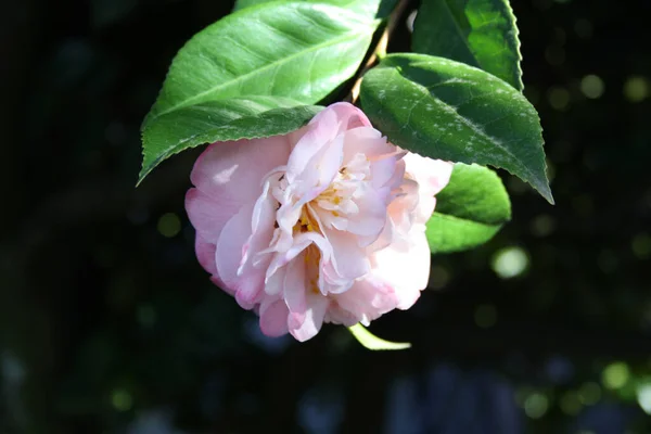 Eine Nahaufnahme Einer Rosa Kamelienblüte Mit Flachem Fokus — Stockfoto