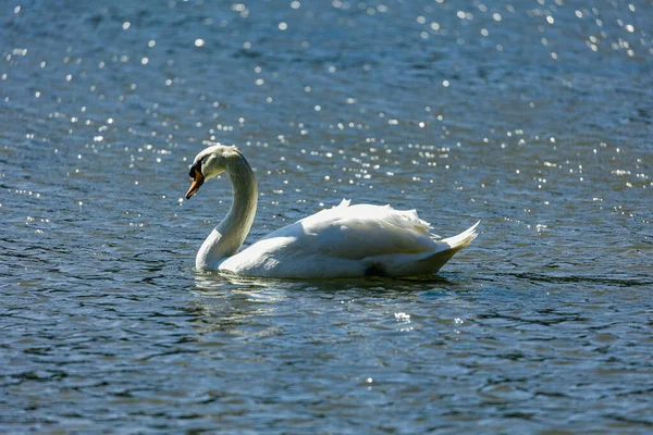 Cisne Tundra Pequeño Cisne Del Holártico Los Dos Taxones Dentro —  Fotos de Stock